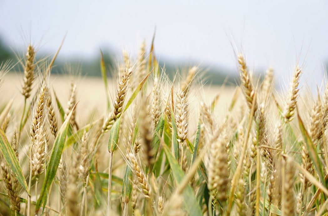 Glutenhaltiges Getreide und Getreideprodukte